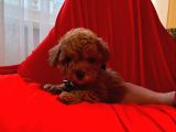 Red Brown Toy Poodle 
