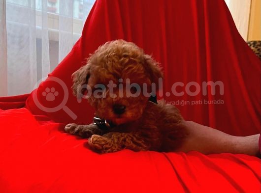 Red Brown Toy Poodle  görsel