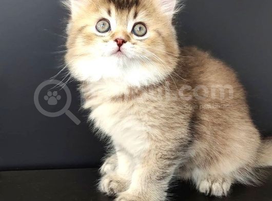Şecereli Golden Scottish Straight Yavrular görsel