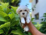 Sevi̇mli̇ Malti̇po Yavru