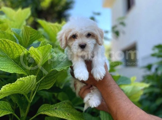Sevi̇mli̇ Malti̇po Yavru görsel