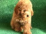 Scrli̇ Orji̇nal Toy Poodle
