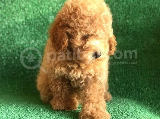 Scrli̇ Orji̇nal Toy Poodle görsel