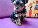 Teacup Yorkshire Terrier