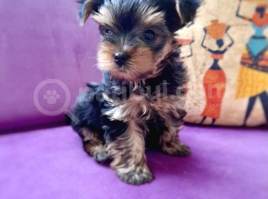 Teacup Yorkshire Terrier görsel