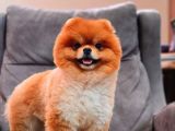 1,5 Yaşında Erkek Pomeranian Boo