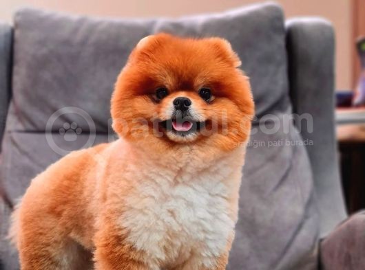 1,5 Yaşında Erkek Pomeranian Boo