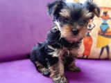 Teacup Yorkshire Terrier