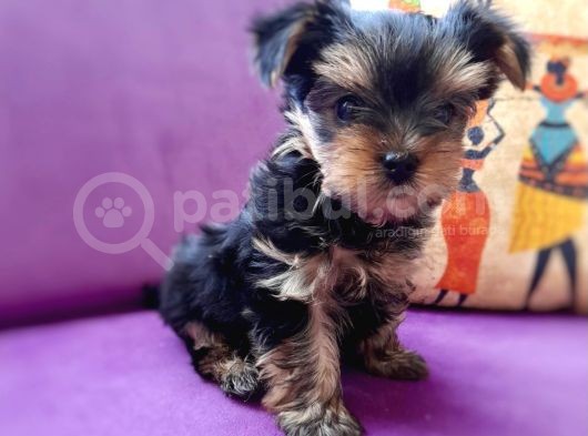 Teacup Yorkshire Terrier görsel
