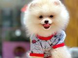 Poomerian Boo Tedy Bear
