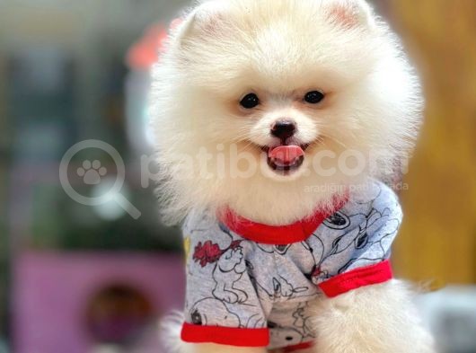 Poomerian Boo Tedy Bear