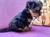 Teacup Yorkshire Terrier