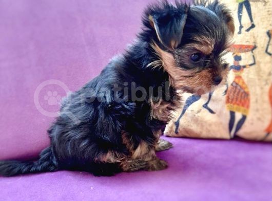 Teacup Yorkshire Terrier görsel