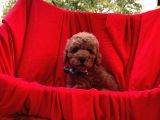 Red Brown Toy Poodle
