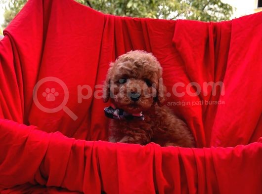 Red Brown Toy Poodle