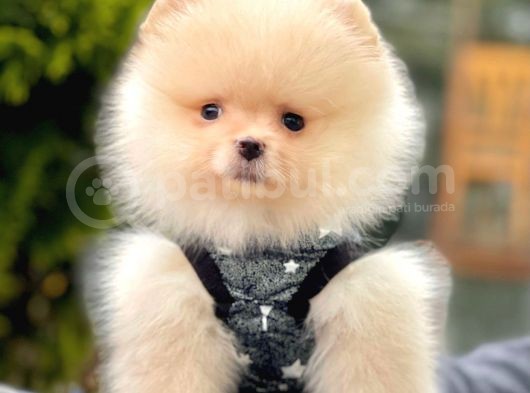Teddy Bear görsel