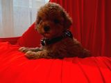 Red Brown Toy Poodle 
