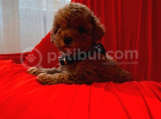 Red Brown Toy Poodle  görsel