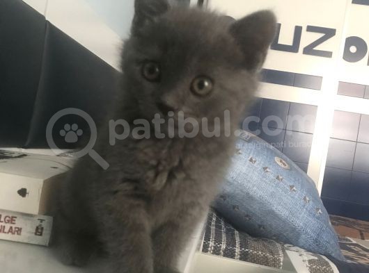 Annemin Hastalığının Çıkması Durumunda Aresi Sahiplendiriyorum Detaylar Için Wp