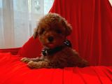 Red Brown Toy Poodle 