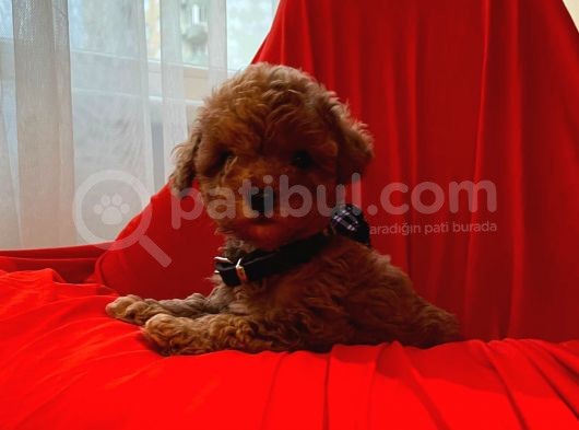 Red Brown Toy Poodle  görsel
