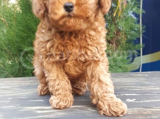 Toy Poddle  görsel