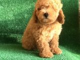 Scrli̇ Orji̇nal Toy Poodle