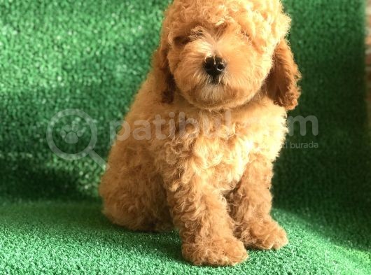 Scrli̇ Orji̇nal Toy Poodle görsel