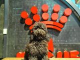 5,5 Aylık Erkek Siyah Poodle