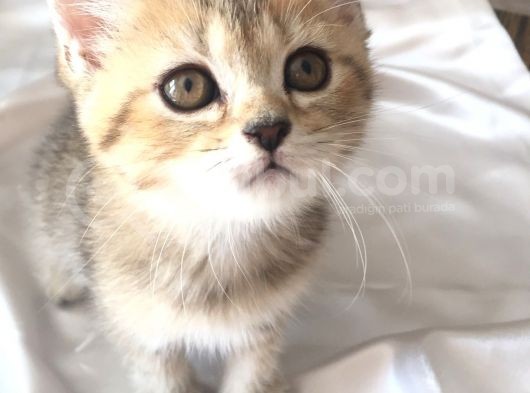 Ev Ortamında Doğup Büyüyen Kum Eğitimli Sağlıklı Ve Çok Güzel Bebekler görsel