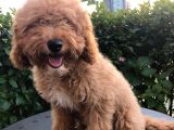 5 Aylık Erkek Toy Poodle