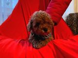 Red Brown Toy Poodle 