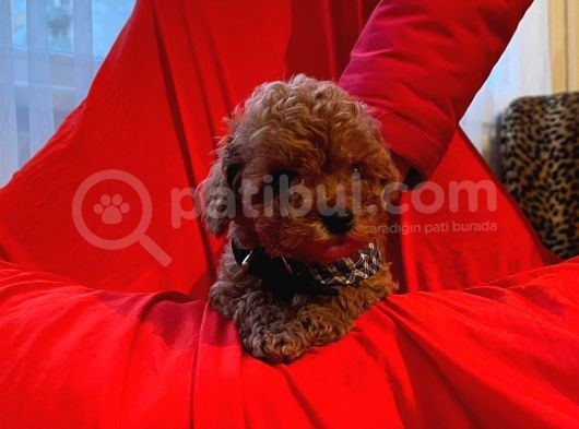 Red Brown Toy Poodle  görsel