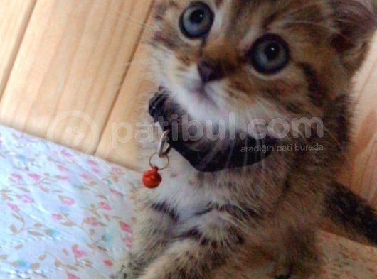 British Golden Tabby