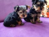 Teacup Yorkshire Terrier