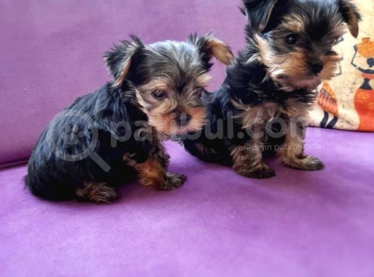 Teacup Yorkshire Terrier görsel