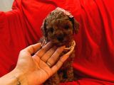 Red Brown Toy Poodle 