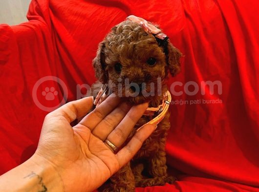 Red Brown Toy Poodle  görsel