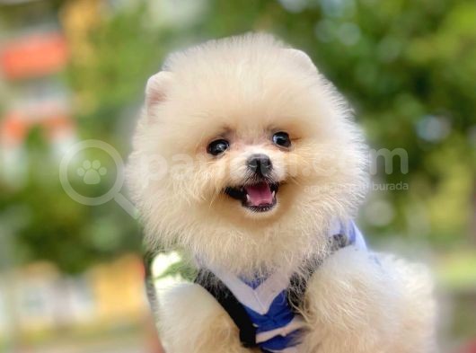 Wc Eğitimli  Pomeranian (Erkek) görsel