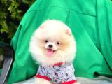 Wc Eğitimli  Pomeranian (Erkek)