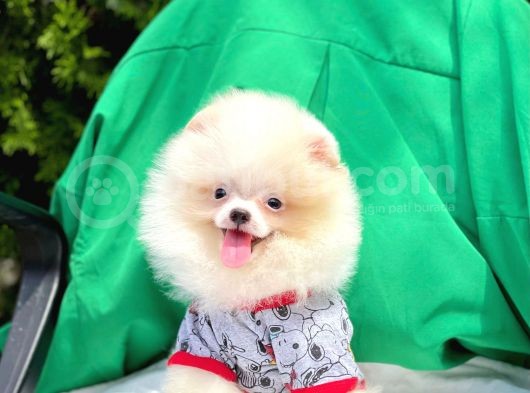 Wc Eğitimli  Pomeranian (Erkek)