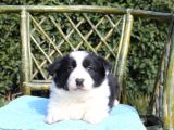 Satılık Border Collie Yavrusu