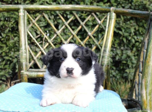 Satılık Border Collie Yavrusu görsel