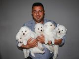 Samoyed