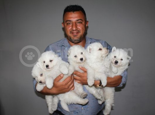 Samoyed