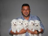 Samoyed