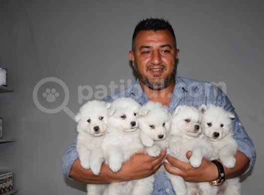 Samoyed görsel