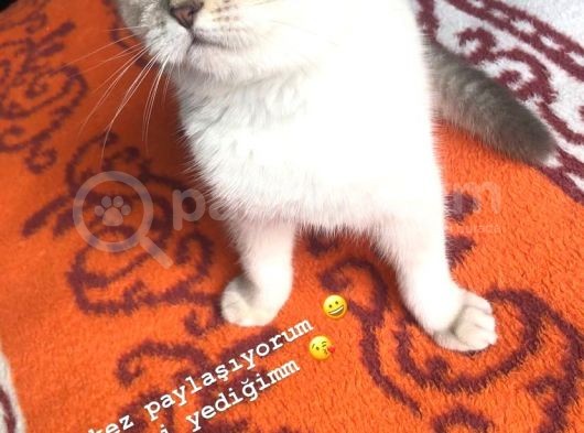 Özel Renk Anne Babadan Scotti̇sh Fold Uygun Fi̇yat Irk Garanti̇li̇ görsel