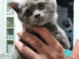 Scottish Fold Ve Shorthair