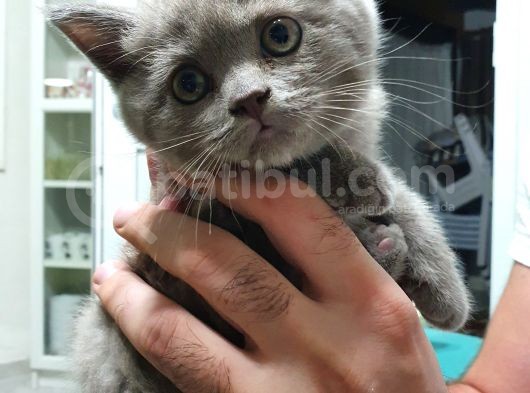 Scottish Fold Ve Shorthair görsel